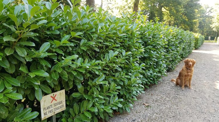 découvrez les dangers méconnus de la haie commune dans les jardins français : un poison puissant se libère dès qu'un chien mord une feuille, mettant en danger la santé de vos animaux.