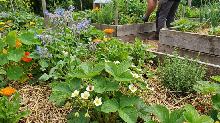 découvrez le secret de mon oncle pour tripler la récolte de fraises dès l'apparition de la première fleur blanche. astuces simples et efficaces pour un jardinage réussi.
