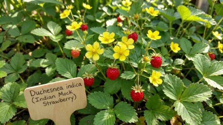découvrez l'histoire émouvante derrière ces fruits que mes enfants pensaient être des fraises en les cueillant dans le jardin. la photo révèle une surprise qui m'a laissé sans voix.