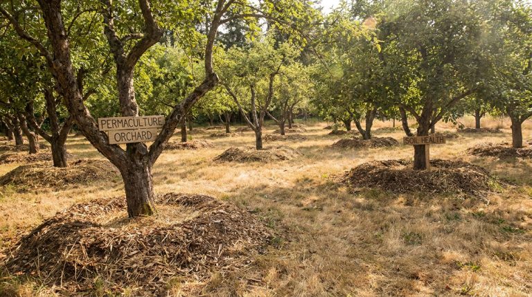 découvrez les légumes et fruits secrets d'un ancien cultivateur dont le potager survit sans arrosage tout l'été, même en pleine canicule.