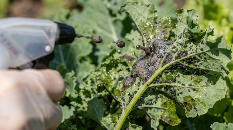 découvrez comment le savon noir, le purin et le marc de café ont réussi à éliminer les pucerons de façon naturelle et efficace, même lorsque toutes les autres méthodes ont échoué.