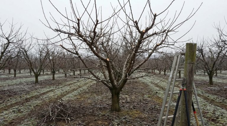 découvrez le secret oublié du cerisier pour des cerises mûres et savoureuses, révélé par un ancien expert. ne laissez plus vos cerises tomber vertes, apprenez comment faire mûrir vos fruits à point grâce à des conseils précieux.