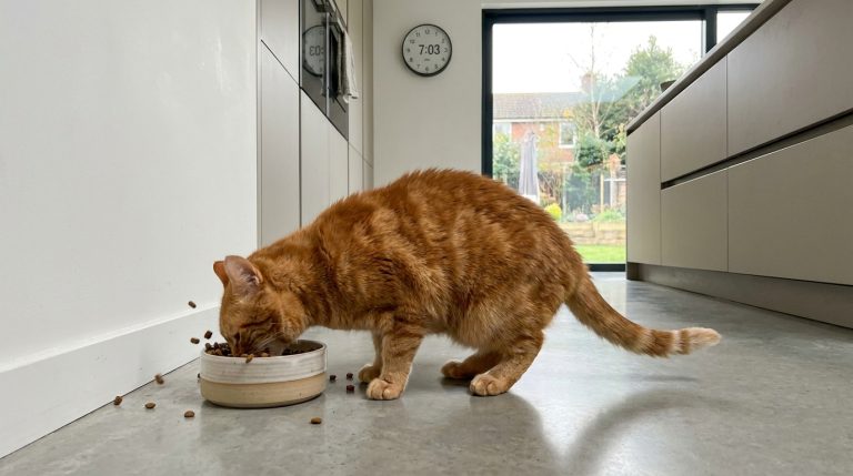 votre chat vomit après ses repas ? découvrez les vraies causes selon les vétérinaires et pourquoi ce n'est pas toujours lié à sa vitesse de mastication.