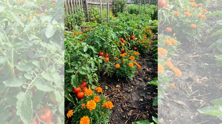 découvrez pourquoi les maraîchers plantent des œillets d’inde entre les tomates pour protéger naturellement leur potager et améliorer la qualité des récoltes.