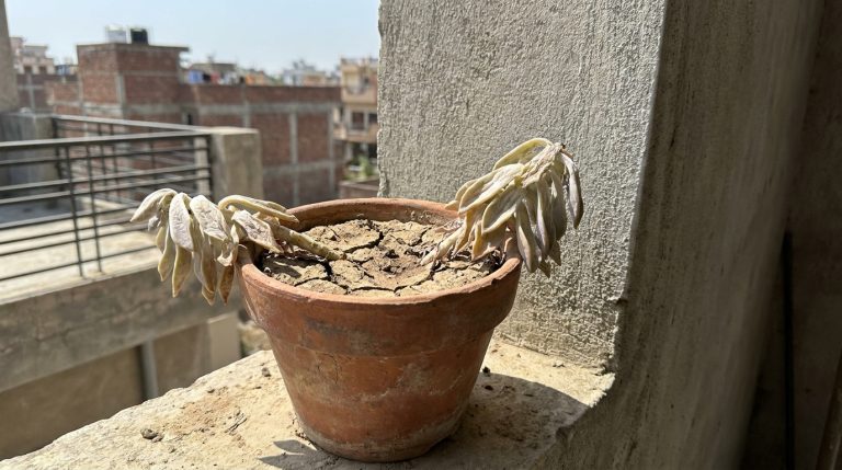 découvrez comment une plante grasse sur le balcon peut souffrir en silence durant la canicule et pourquoi mesurer l'humidité du sol est essentiel pour éviter son dépérissement.