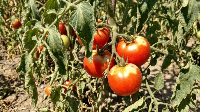découvrez pourquoi l'effeuillage des pieds de tomates en plein soleil peut ralentir la maturation des fruits et comment adopter les bonnes pratiques pour un jardinage optimal.