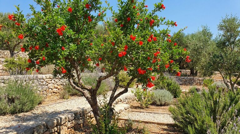 découvrez pourquoi, après deux étés de sécheresse, les pommiers sont délaissés par les jardiniers qui préfèrent désormais planter d'autres arbres fruitiers mieux adaptés aux conditions climatiques.