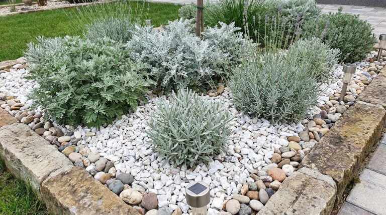 en août, l'arrosage des massifs devient moins fréquent. découvrez pourquoi les paysagistes privilégient un trio de plantes au feuillage gris, parfaites pour une belle installation durable et économique.