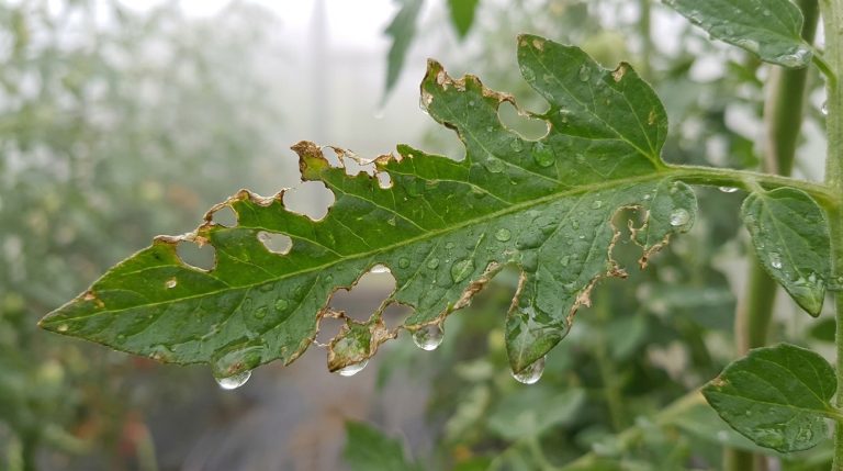découvrez pourquoi tailler les feuilles déchirées des plants de tomates juste après une averse de grêle peut nuire à la santé de vos plants et réduire votre récolte, et apprenez les meilleures pratiques pour assurer une croissance optimale.